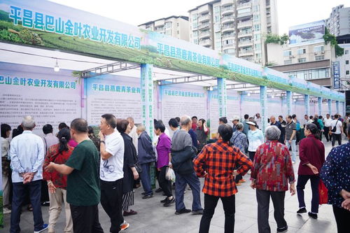 平昌縣第二屆國際茶日青芽茶杯手工制茶主題活動暨平昌名優特產品營銷活動今日啟幕